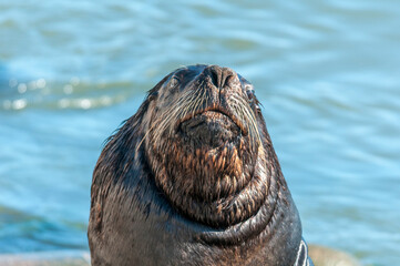 Le&atilde;o-marinho-do-sul (Otaria flavescens), Molhes Leste de S&atilde;o Jos&eacute; do Norte-RS