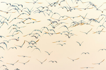 Revoada de aves na praia, São José do Norte-RS