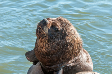 Le&atilde;o-marinho-do-sul (Otaria flavescens), Molhes Leste de S&atilde;o Jos&eacute; do Norte-RS