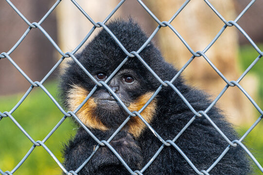 Un singe noir se tient derri&egrave;re le grillage de son enclos dans le zoo-refuge qui l'a sauv&eacute;