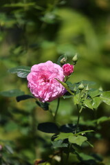 Essig-Rose