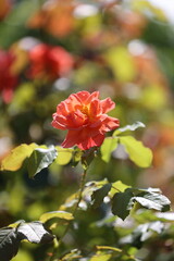 Orangene China-Rose