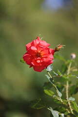 Rote China-Rose