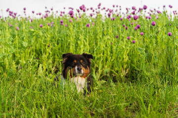 Cute dog lying among blooming lilac poppies and staring intently into the lens. Great shot for topics about nature, friendship, animals.