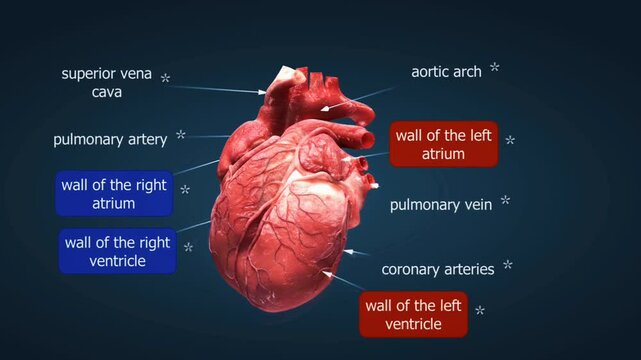 Structure of the heart