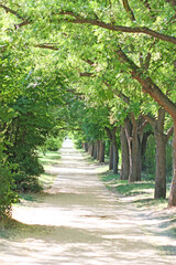 Fototapeta premium Trees as an arch