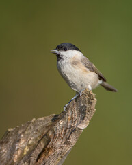 The marsh tit - at a wet forest in autumn