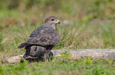 Common Buzzard in autumn at a wet forest