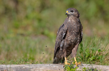 Common Buzzard in autumn at a wet forest