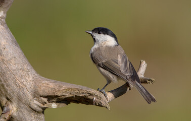 The marsh tit - at a wet forest in autumn
