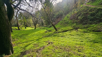 green grass in the forest