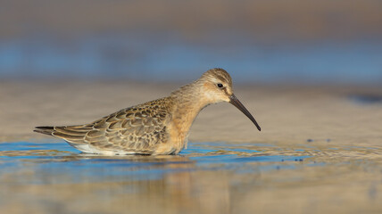 The curlew sandpiper - young bird at a seashore on the autumn migration way