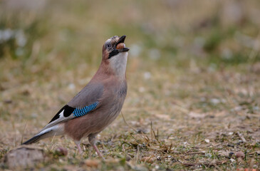 Eurasian Jay - in winter at the wet forest