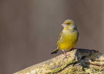 European Greenfinch   in winter at a wetland