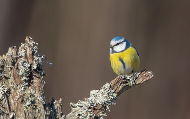 Eurasian Blue Tit - at a wet forest  in early spring