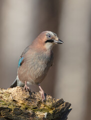 Eurasian Jay - in winter at the wet forest