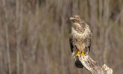 Common Buzzard in winter at a wet forest