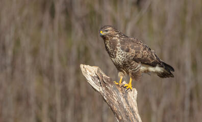 Common Buzzard in winter at a wet forest
