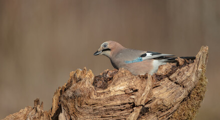 Eurasian Jay - in winter at the wet forest