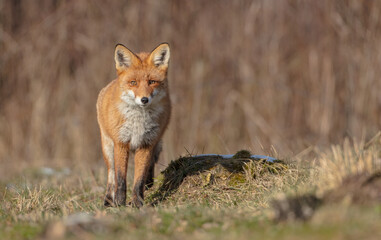 Red fox - in the wet forest in winter