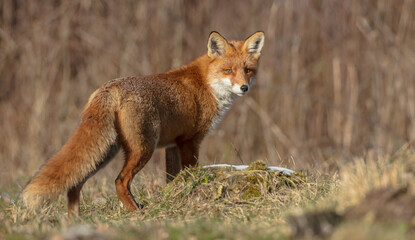 Red fox - in the wet forest in winter