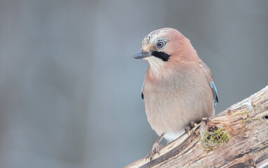 Eurasian Jay - in winter at the wet forest