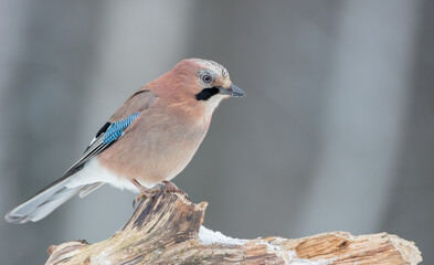 Eurasian Jay - in winter at the wet forest