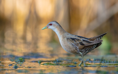 Little Crake - female feeding at a wetland 