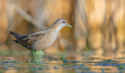 Little Crake - female feeding at a wetland 