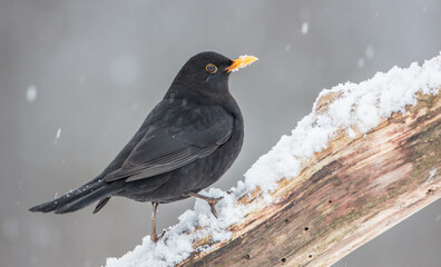 Common blackbird - adult male in winter at a wet forest