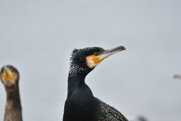 Kormoran