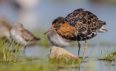 Ruff - male bird at a wetland on the mating season in spring