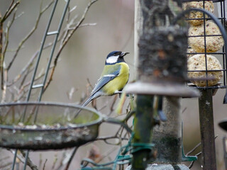 Great tit bird portrait.