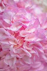 Naklejka premium The Beautiful Pink Hydrangea Blooms Captured in a Soft Focus Style for All to Admire