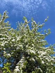 blossoming apple tree