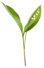 Obraz premium Beautiful Lily of the valley flower falling in the air isolated on white background. levitation or zero gravity floral conception. High resolution image.
