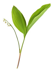 Obraz premium Beautiful Lily of the valley flower falling in the air isolated on white background. levitation or zero gravity floral conception. High resolution image.