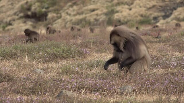Beautiful male baboon searches for food in mountains of Semien national park in Ethiopia