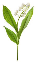 Beautiful Lily of the valley flower falling in the air isolated on white background. levitation or zero gravity floral conception. High resolution image.