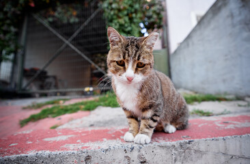 Close-Up of a Cute Tabby Cat Outdoors in a Garden..