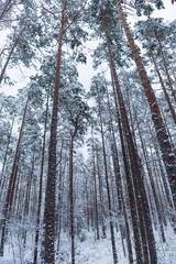 Snow-Covered Pine Forest in Estonia