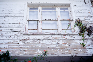 Aged Wooden House Wall with White Paint and Decorative Climbing Vines..