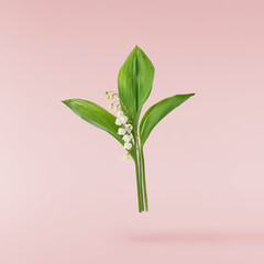 Beautiful Lily of the valley flower falling in the air isolated on pink background. levitation or zero gravity floral conception. High resolution image.