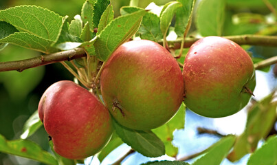 Leaves, agriculture and farm with apple on tree for sustainability, food and growth of plant. Nature, environment and nutrition with ripe fruit on branch for harvesting, farming and horticulture