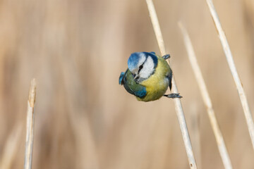 Close-up Eurasian blue tit holds on a reed and looks toward the camera lens on a sunny winter day...