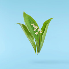 Obraz premium Beautiful Lily of the valley flower falling in the air isolated on blue background. levitation or zero gravity floral conception. High resolution image.