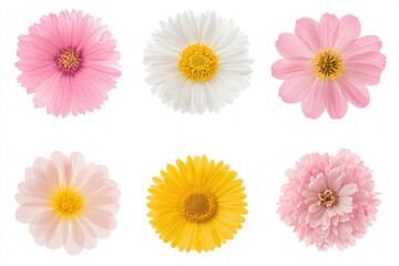 Isolated images of various spring flowers for design purposes
