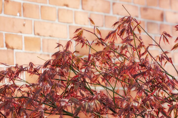 Naklejka premium Maple, plants and brick wall in nature outdoor for gardening, season change and sustainability. Red leaves, natural growth and environment for cultural ecology, blossom and botany wilderness in Japan