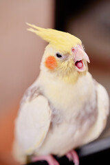 Bird pets. White Grey Yellow Corella Parrot (Nymphicus hollandicus).