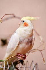 Bird pets. White Grey Yellow Corella Parrot (Nymphicus hollandicus).